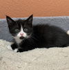 Licorice
