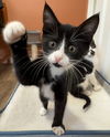 Licorice