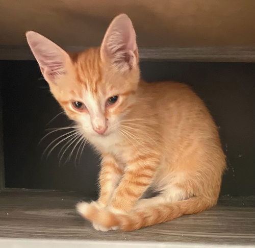 Simba