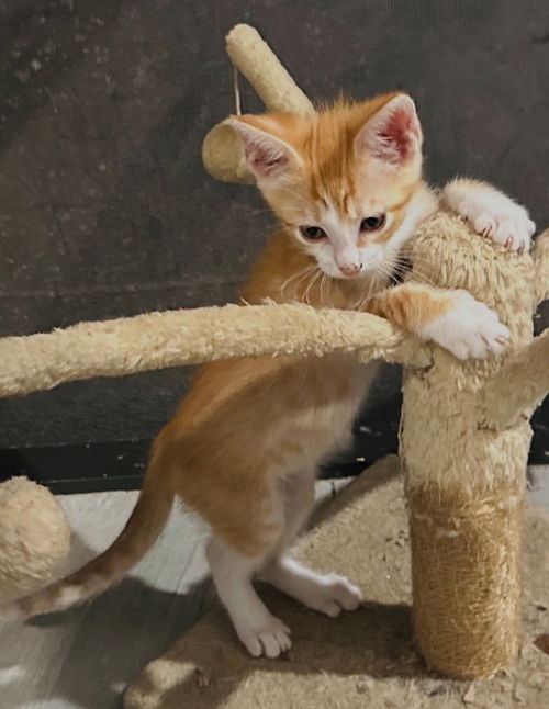 Simba