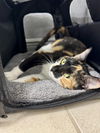 adoptable Cat in Orlando, FL named Hazel