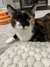 Hazel