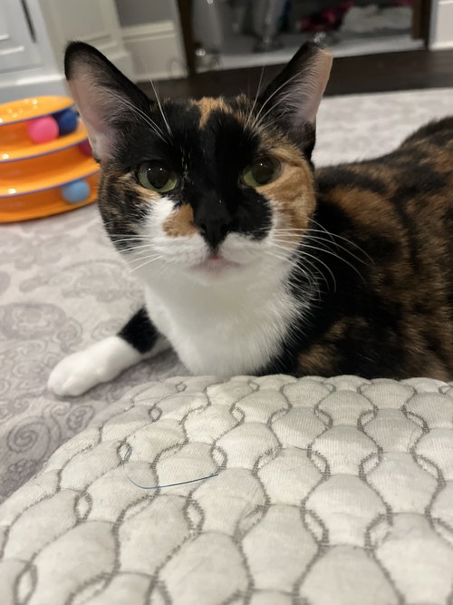 Hazel