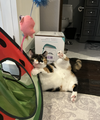Hazel