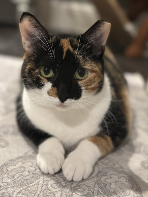 Hazel