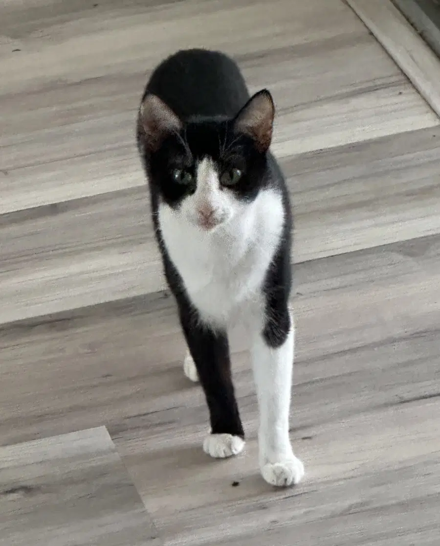 Ciana - Tuxedo
