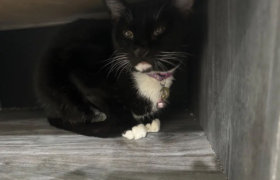 Cece - Tuxedo