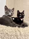 Blue and Bianca
