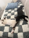 Romeo and Hunter