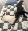 Hunter and Romeo