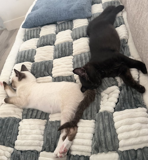 Hunter and Romeo