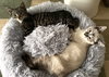 Bailey and Buddy