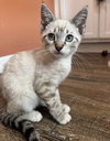 Flurry