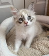 Snowball