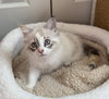 Snowball