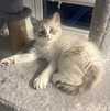 Snowball