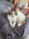 Clementine
