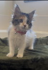 Clementine