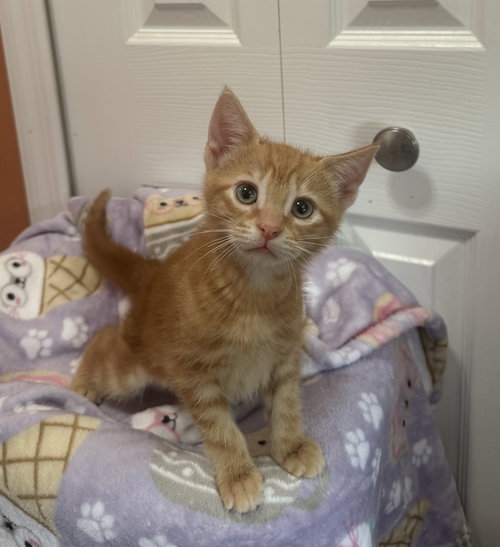 Luca