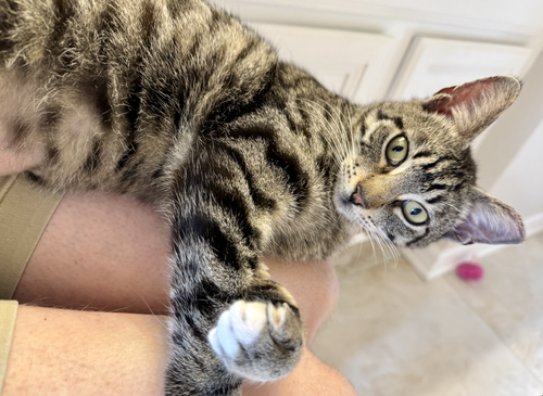Bam Bam, Adult Domestic Short Hair / Tabby (short coat), cat for adoption in St. Cloud, Florida