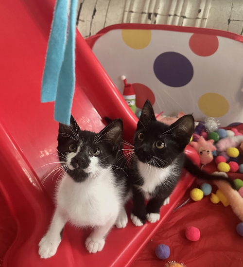 Magic and Daisy, Young Domestic Short Hair / Tuxedo / Mixed, cat for adoption in Altamonte Springs, Florida