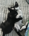 Magic and Daisy