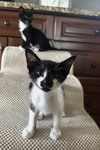 Magic and Daisy