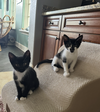 Magic and Daisy