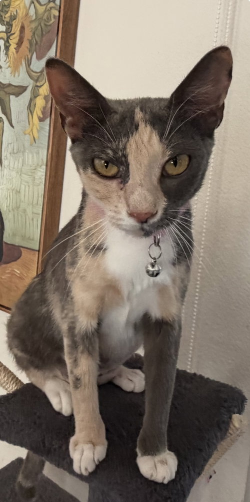 Lucy Lou, an adoptable Calico in Orlando , FL