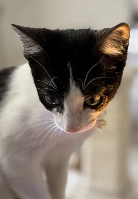 Minnie Me - American Shorthair