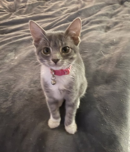 Maggie, an adoptable American Shorthair in Orlando , FL