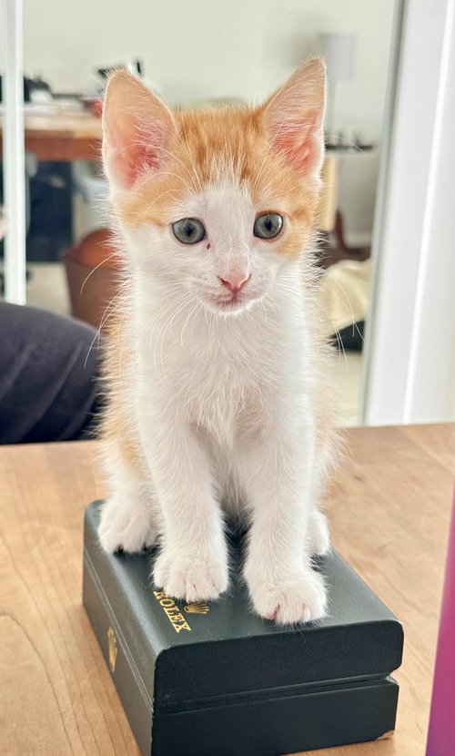 Tom