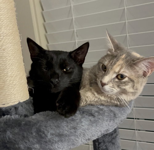 Photo 4 of Donald and Daisy