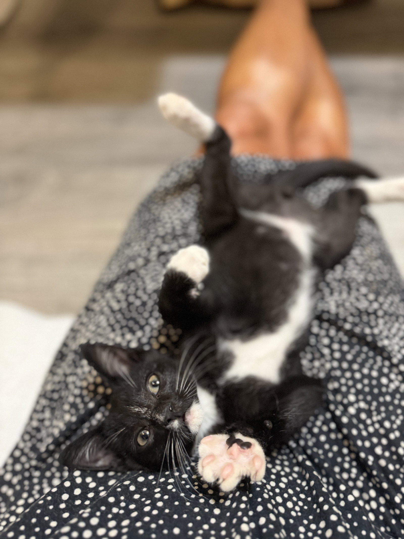 Charlie, Domestic Short Hair