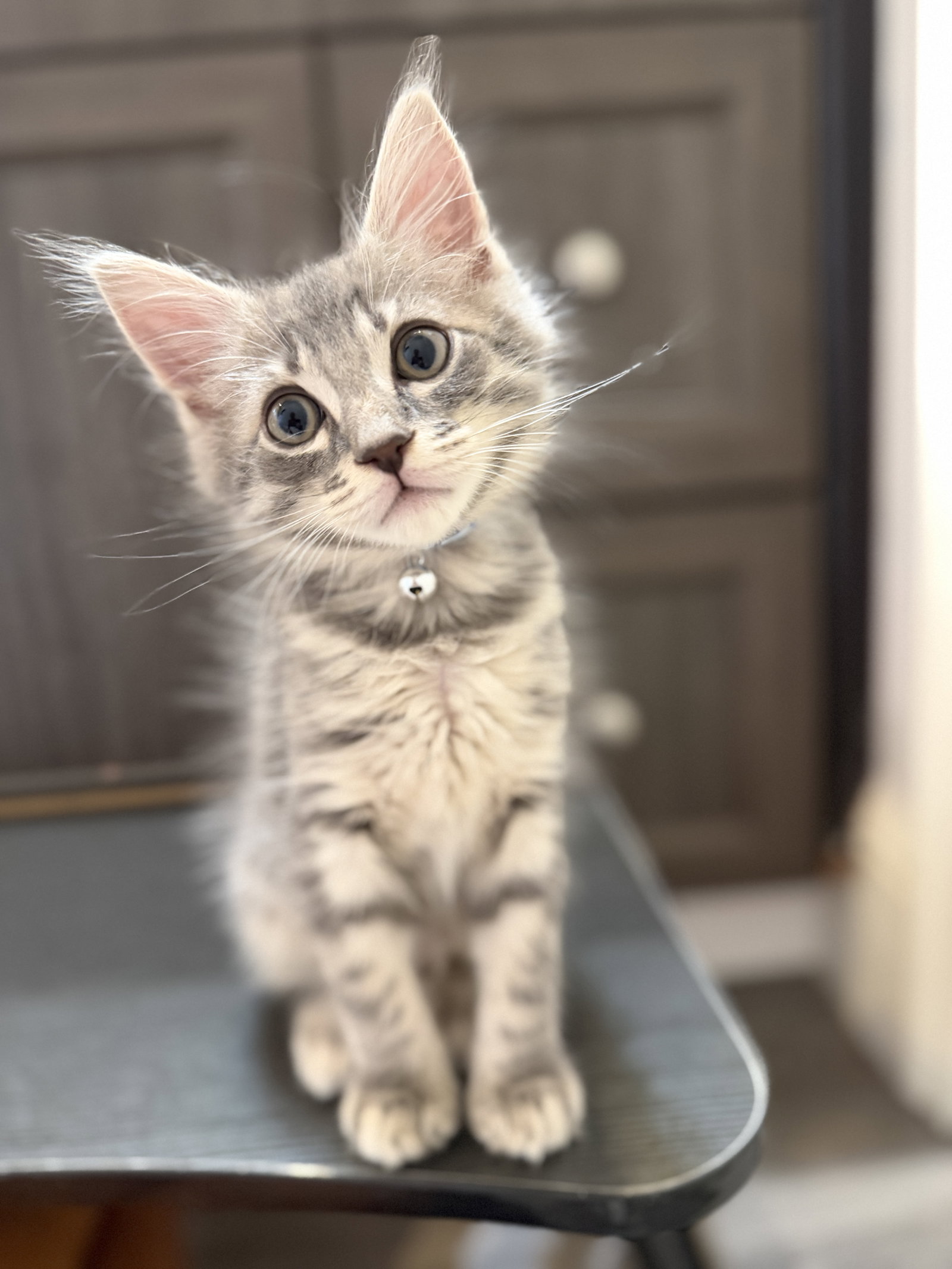 Harry, Domestic Medium Hair