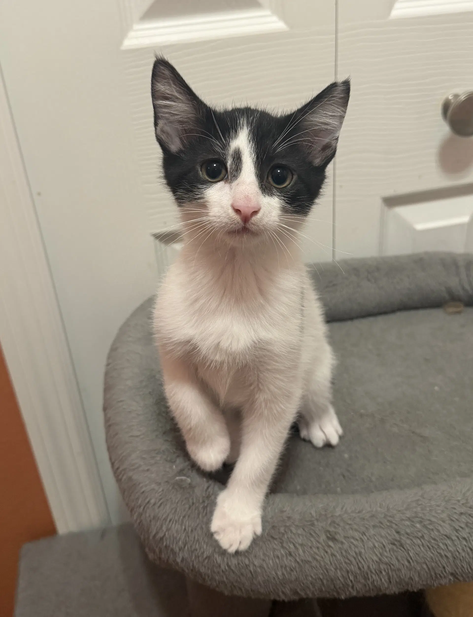 Spiral - Domestic Short Hair