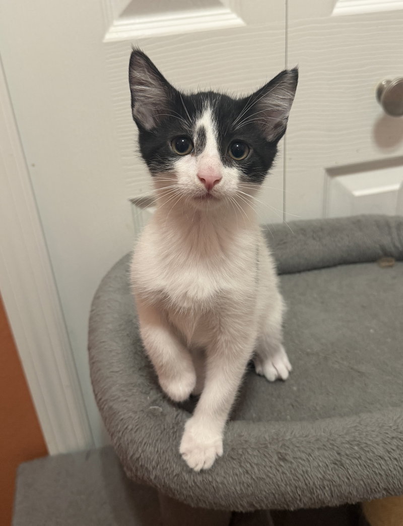 Spiral, a male kitten up for adoption