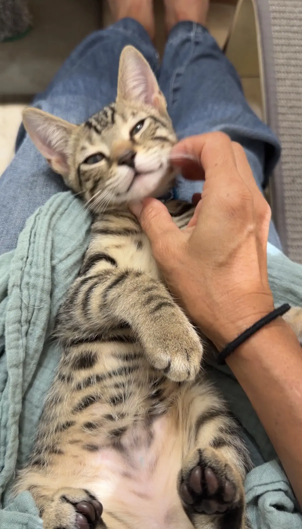 Mario - Domestic Short Hair