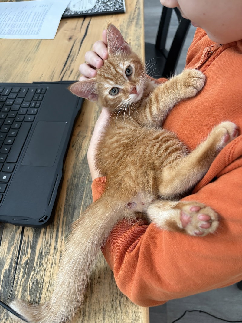 Jack, a male kitten up for adoption