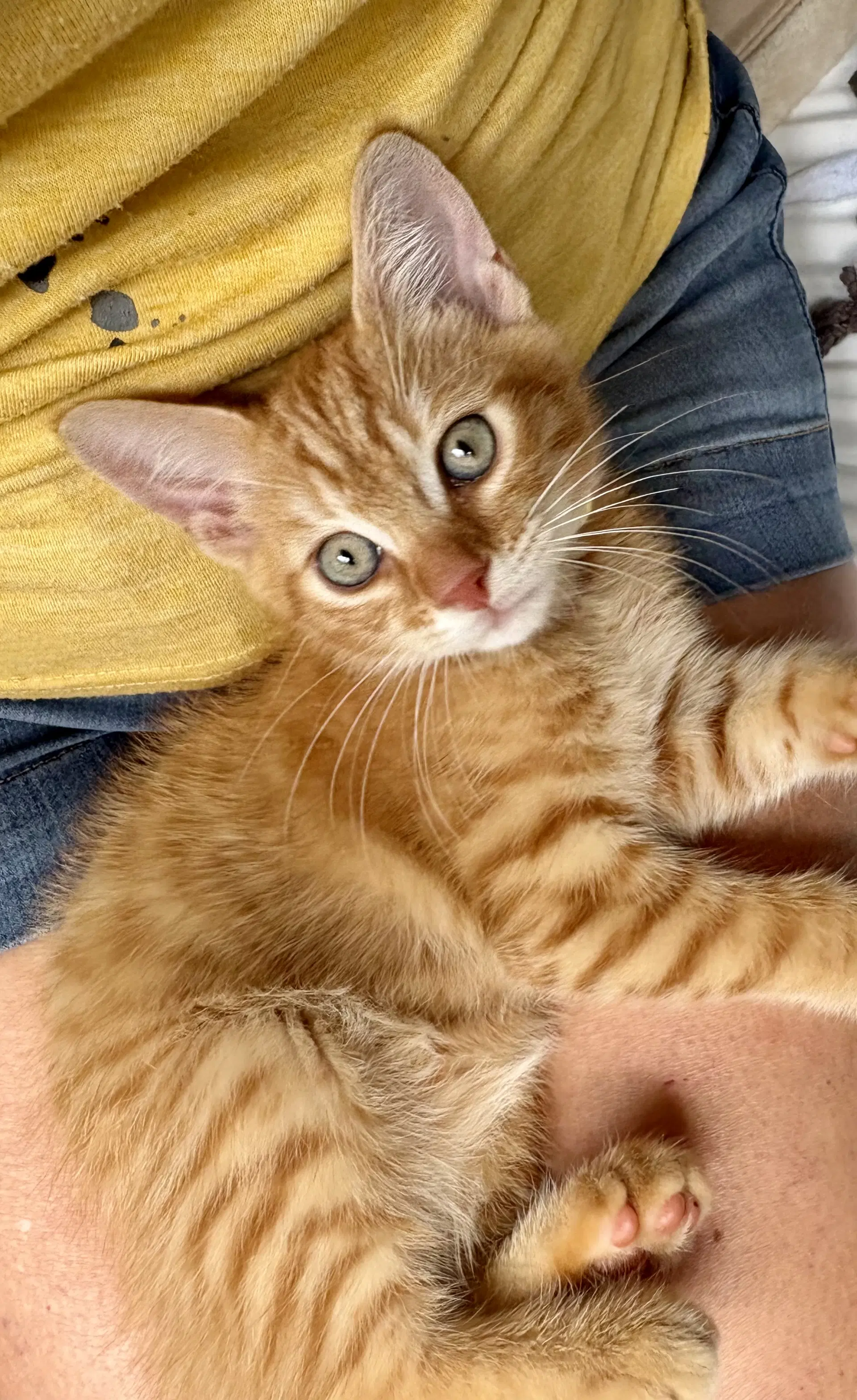 Jack image 4