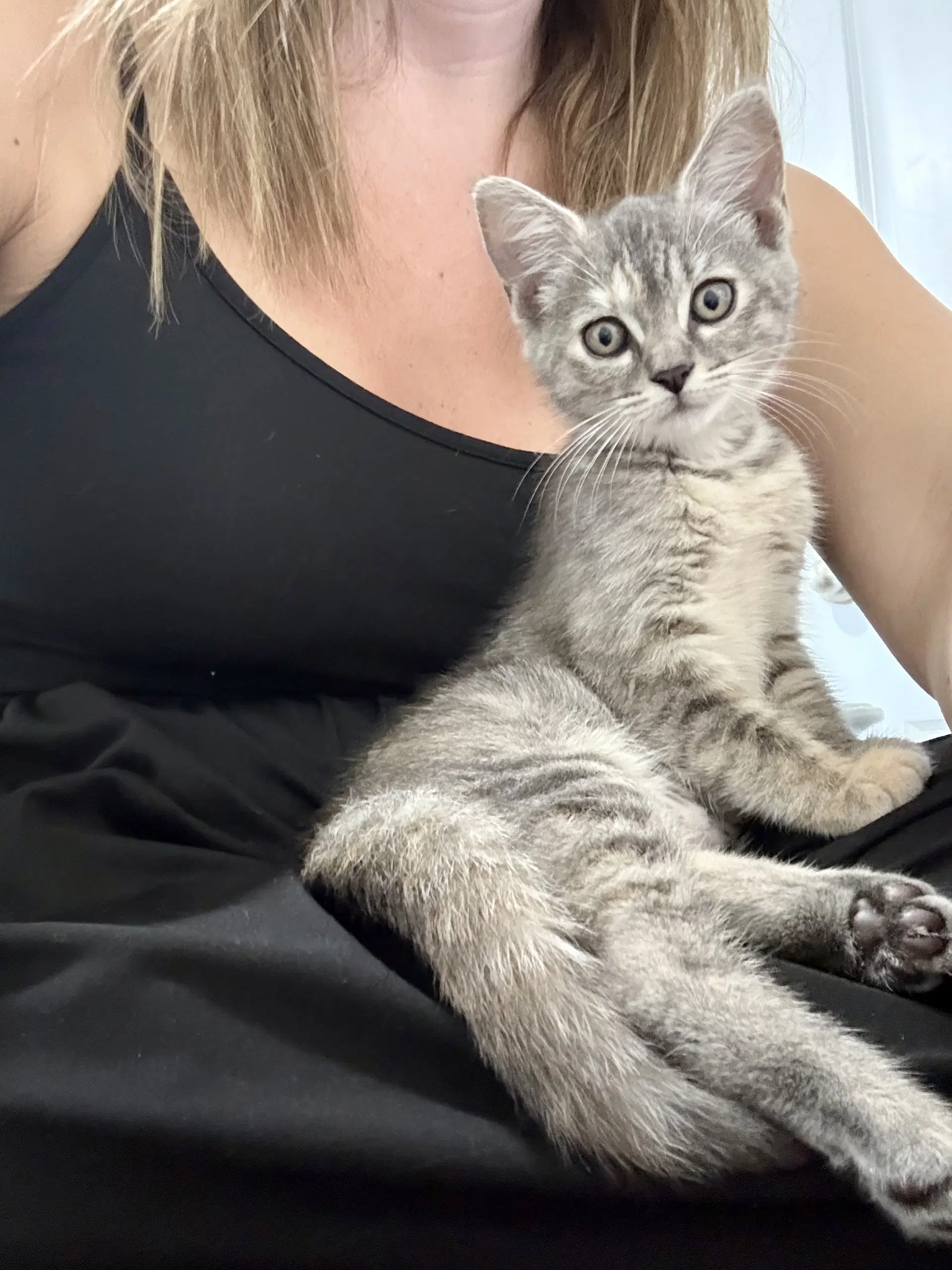 Rose - Domestic Short Hair