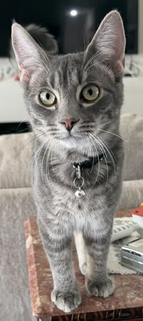 Jack - American Shorthair
