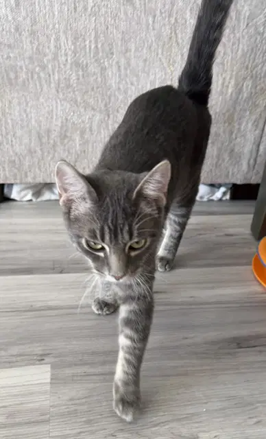 Jack image 3