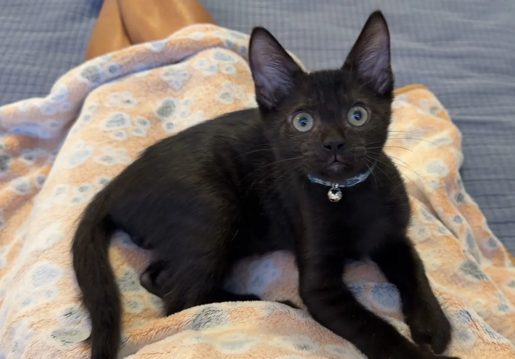 Winston image 2