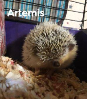 Artemis