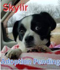 Skylir