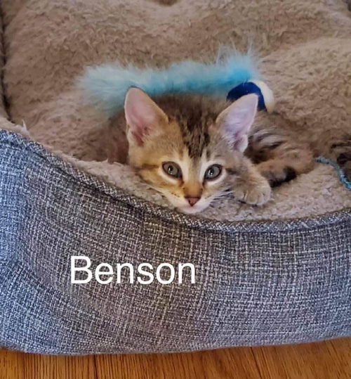 Benson