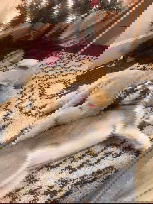 Coco