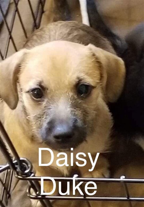 Daisy Duke
