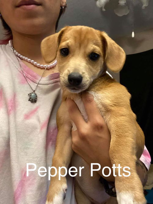 Pepper Potts